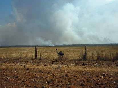 Fumaça no horizonte de um campo de plantação de milho em Gaúcha do Norte.