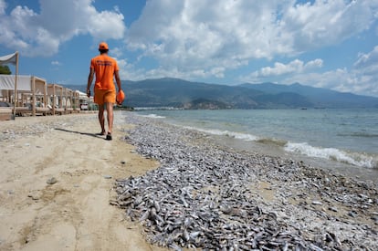 Un socorrista pasea al lado de los peces muertos este martes en la playa de Volos, Tesalia, Grecia.