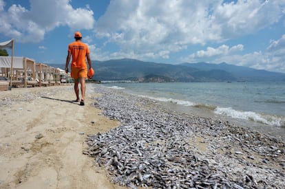 A lifeguard walks past dead fish on the beach of Volos, Thessaly, Greece, on Tuesday. 