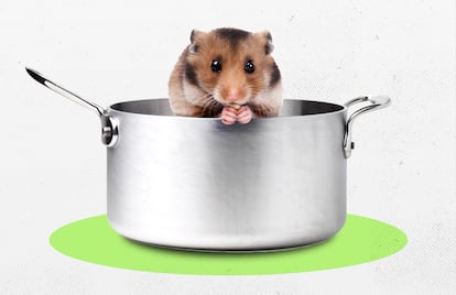 Hamster comida