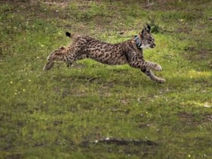 Dos décadas de trabajo han servido para evitar la extinción de esta emblemática especie. La colaboración entre Administraciones y el apoyo europeo han sido claves