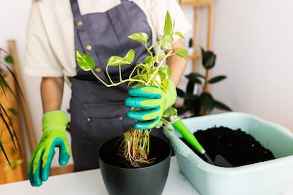 Potting several rooted pothos cuttings in a pot.