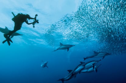 El litoral del Índico ofrece fondos idílicos para el buceo. En la imagen, un fotógrafo documenta la espectacular Great Sardine Run, en Kwa-Zulu-Natal.