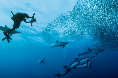 El litoral del Índico ofrece fondos idílicos para el buceo. En la imagen, un fotógrafo documenta la espectacular Great Sardine Run, en Kwa-Zulu-Natal.