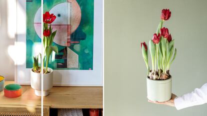 plantas de interiores tulipanes rojos