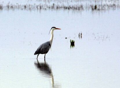 Un ejemplar de Garza Real, en el humedal de Doñana.