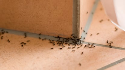 repelente de hormias, como eliminar las hormigas definitivamente, como acabar con las hormigas, como eliminar hormigas, como eliminar hormigas en casa, insecticida para hormigas, como ahuyentar hormigas, veneno para hormigas, eliminar hormigas diminutas, como eliminar hormigas del jardin, como matar hormigas, veneno para hormigas profesional, acabar con las hormigas, como eliminar hormigas en la cocina, plaga de hormigas, productos para eliminar hormigas, remedio contra las hormigas, como deshacerse de las hormigas, como exterminar hormigas, fumigar hormigas, productos para hormigas, repelente para hormigas, como terminar con las hormigas