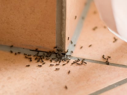 Elegimos una serie de productos, repelentes e insecticidas para eliminar las hormigas de casa durante el verano.