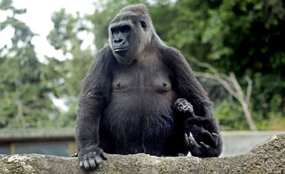 Esa cosita que se agarra al brazo de su madre es 'Gaika', un gorila de dos meses.