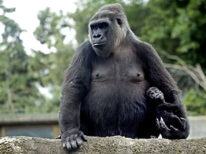 Esa cosita que se agarra al brazo de su madre es 'Gaika', un gorila de dos meses.