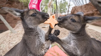 Dos canguros disfrutan de su regalo de Navidad en el zoo de vida salvaje de Sídney (Australia). 