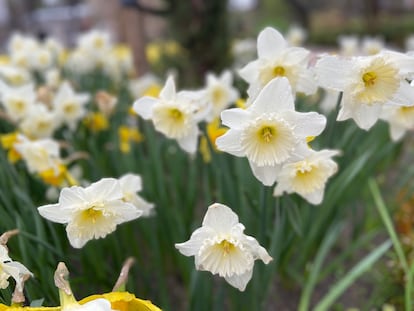 Narcisos ('Narcissus bicolor') en el Real Jardín Botánico de Madrid el pasado febrero.