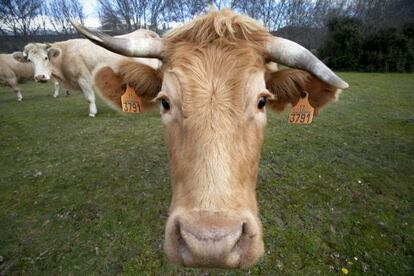 Vacas en una explotación de Colmenar Viejo (Madrid).