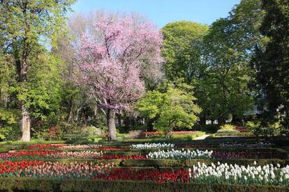 Tulipanes floreciendo en el Real Jardín Botánico de Madrid.