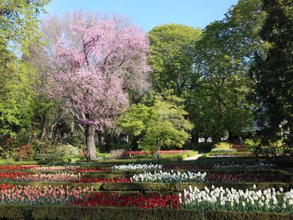 Tulipanes floreciendo en el Real Jardín Botánico de Madrid.