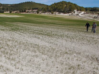 Agricultores de la zona recorren un campo afectado por la sequía en Valencia.