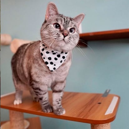 Colaboradora felina. Nala_Cat, mezcla de siamés y gato de Bengala, es la gata más popular de Instagram (lo atestigua su récord Guinness), con 4,3 millones de seguidores. En su cuenta tan pronto se cita a Eleanor Roosvelt como se promociona su nueva línea de pijamas o se hace publicidad y se ofrecen códigos de descuentos en distintos dispositivos para mascotas, como dispensadores de agua o alimentos.