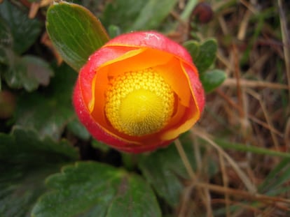 La especie 'Ranunculus gusmanii' se encuentra en áreas húmedas y pantanosas de Colombia, Ecuador y Perú. La la Unión Internacional para la Conservación de la Naturaleza (IUCN) la incluye en la Lista Roja en la categoría de "preocupación menor", ya que no hay una amenaza sustancial para la población mundial.