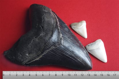 Comparativa de diente de megalodón y de tiburón blanco.