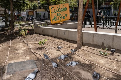 Un grupo de palomas sobre los cultivos del huerto.