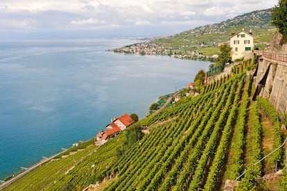 Paisaje de las terrazas vinícolas de Lavaux junto al lago, patrimonio de la Unesco.