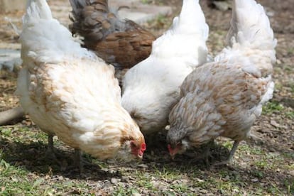 Gallinas al solecito