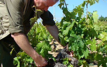 José Alberto Calvo Casajús, autor del vino Nic 2009, en su viñedo.
