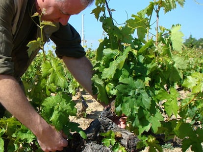 José Alberto Calvo Casajús, autor del vino Nic 2009, en su viñedo.