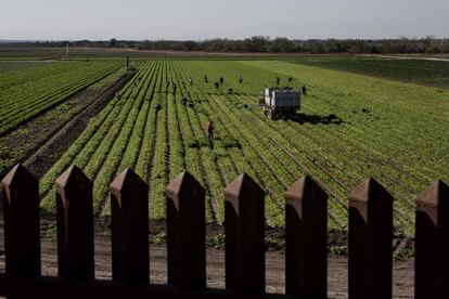 Agricultores. Peñitas, Texas (Estados Unidos).