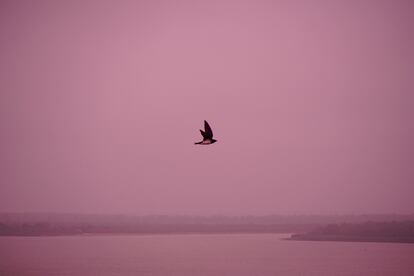 La diversidad de aves del delta del Paraná incluye numerosas especies acuáticas como patos, gallaretas, garzas, cigüeñas, cuervillos, chorlos y playeros. Los incendios han puesto en peligro a estas especies de fauna nativa por causa de la desaparición de hábitat naturales.