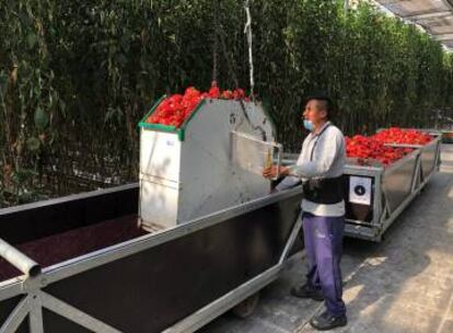 Un trabajador dentro del Agropark, de Querétaro.