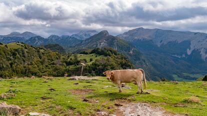 Una vaca pastando en el Valle de Belagua, en Navarra.