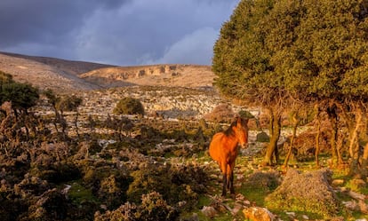 Un caballo de Esciro en la isla griega del mismo nombre.