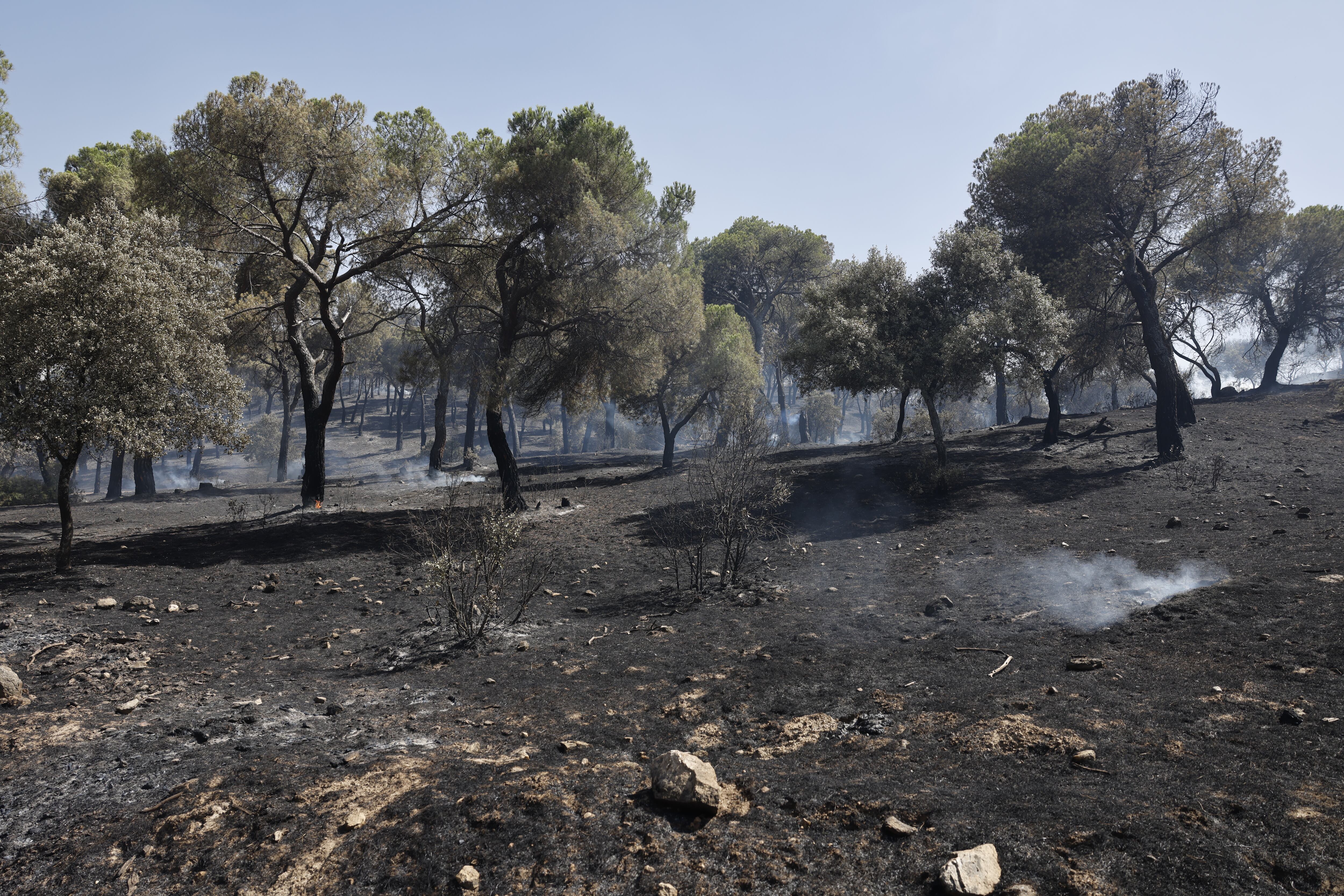 Terreno quemado en Villa el Prado tras el incendio el 24 de julio de 2024. 