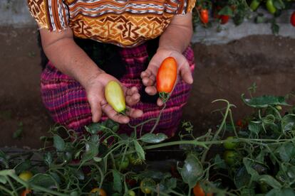 Productoras de tomate muestran los frutos de su emprendimiento que cuenta con el apoyo de los programas que ejecuta la Asociación de Cooperación para el Desarrollo Rural de Occidente (CDRO) y We Effect, en Chuipachec, Totonicapán, Guatemala el 4 de junio de 2024.
