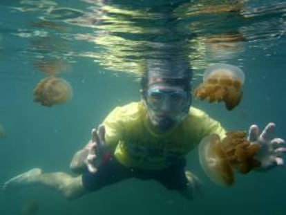 Las medusas del lago de agua salada de Kabakan, ubicado en una remota y deshabitada región de la isla de Borneo, a la que atraen a muchos turistas, tienen una particularidad: han perdido el poder urticante en un hábitat sin especies depredadoras.