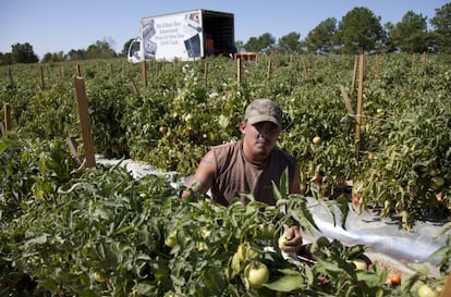 Un temporero de origen latino en un plantación de tomates en Steele, Alabama