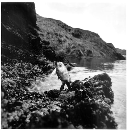 'Ictiolapra Aerofagia', imagen realizada por Joan Fontcuberta y Pere Formigera, de la serie 'Fauna', 1989.