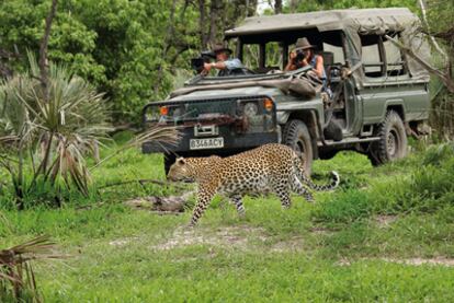 Dereck y Beverly Joubert filmando a un leopardo en el delta del Okavango (Botsuana)