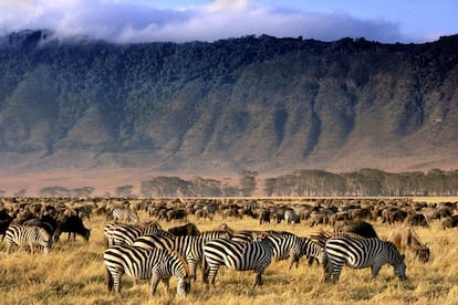 En los más de 260 kilómetros cuadrados de tierra fértil y llana que caben en el enorme cráter de Ngorongoro, en Tanzania, una de las mayores calderas volcánicas del mundo, se despliegan diversos ecosistemas, como sabanas, lagos y pantanos, entre otros. En este particular mundo encajado entre paredes de más de 600 metros de altura conviven unos 25.000 animales de distintas especies, incluidos los llamados cinco grandes: león, leopardo, elefante, búfalo y rinoceronte. Los safaris de turistas bajan en todoterreno por las paredes del cráter, alfombradas de un espeso bosque, para disfrutar de este espectáculo de la naturaleza.