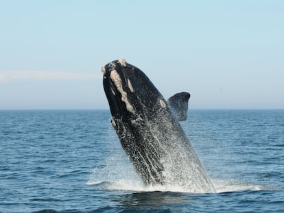 Ballena franca del Atlántico norte, en la bahía de Fundy (Canadá).