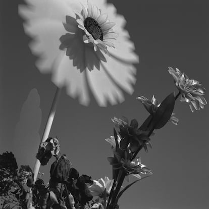 'Flor de tumba', Valparaiso, 2015, es la fotografía remitida por el leonés Alberto García-Alix.