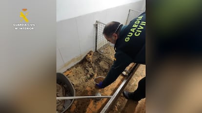 La Guardia Civil halla 250 cadáveres de animales en un criadero clandestino en A Coruña
