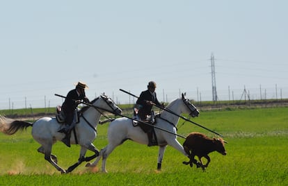 Una vaca, a punto de ser derribada por una pareja de garrochistas, en Palomares del Río (Sevilla), en 2020. / M. RUEDA