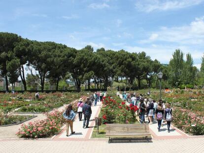 Decenas de personas miran las rosas en flor en la rosaleda del parque del Oeste.