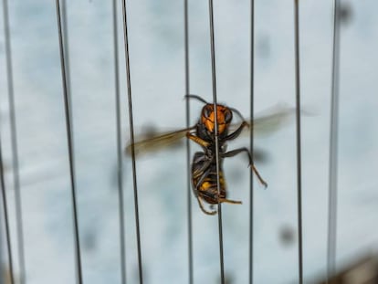 Guerra contra la avispa asiática, este domingo, en ‘El País Semanal’
