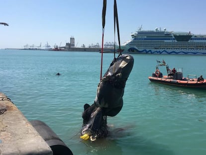 Extracción de los restos del cachalote del puerto de Valencia.