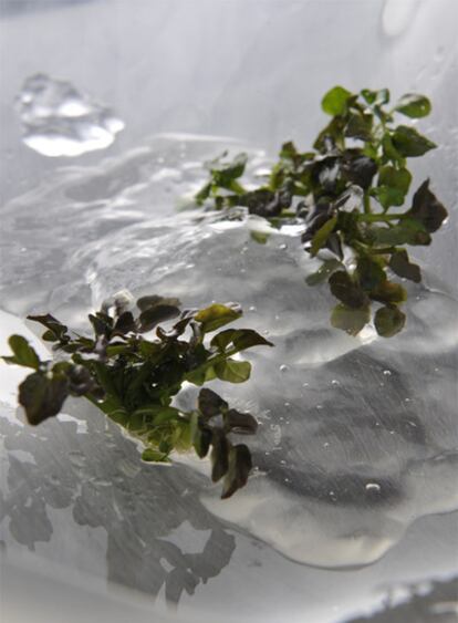 Gelatina de agua de manantial con berros y hoja de wasabi.