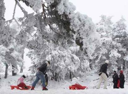 Árboles nevados en la sierra madrileña.