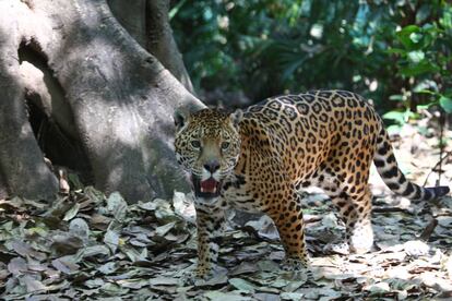 Un leopardo en su hábitat.